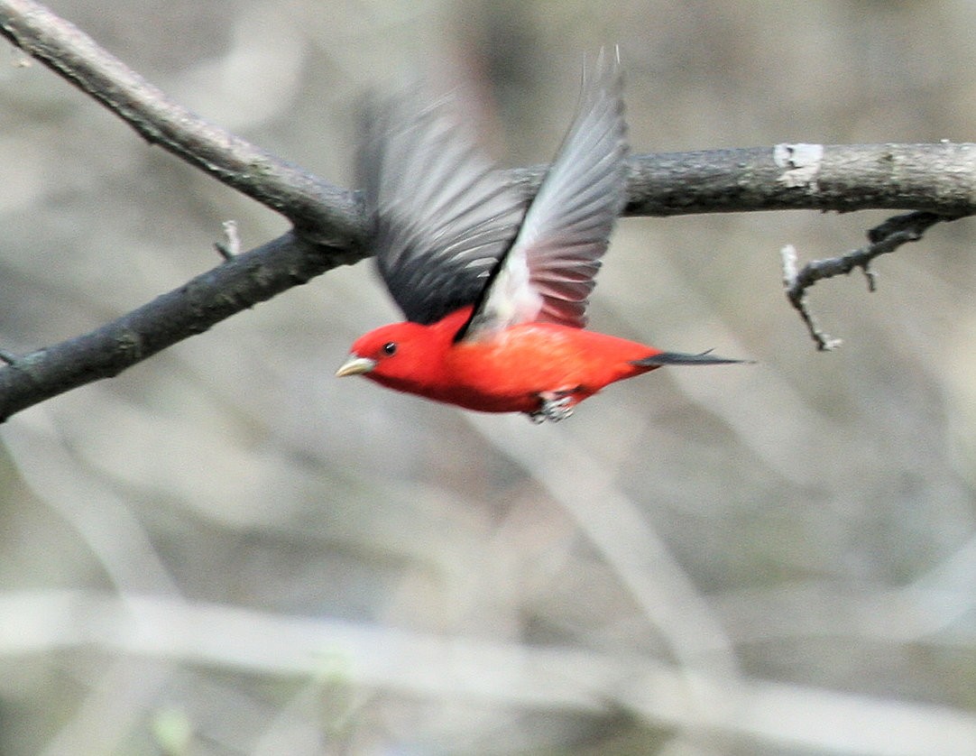 Scarlet Tanager - ML632421674