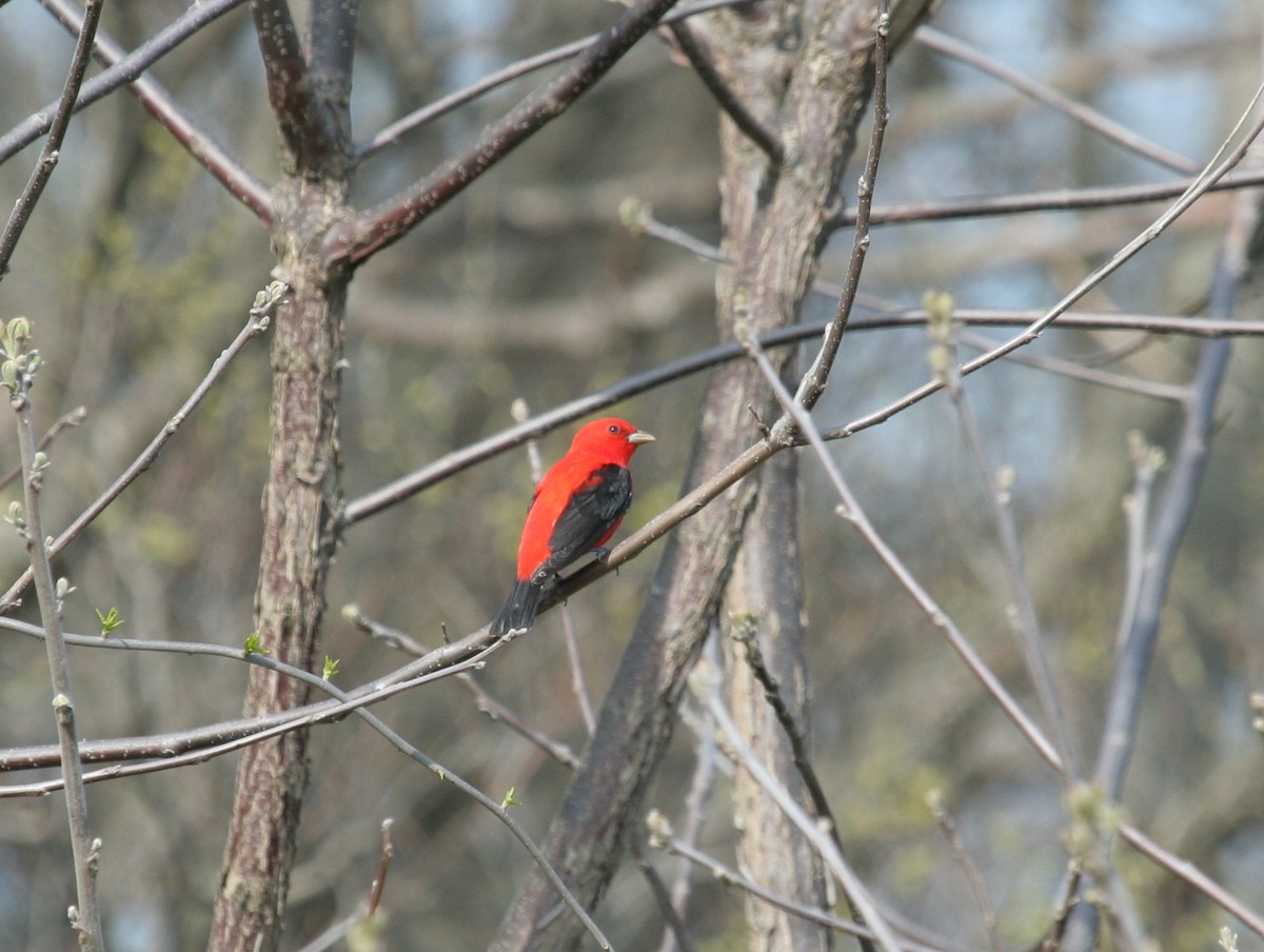 Scarlet Tanager - ML632421675