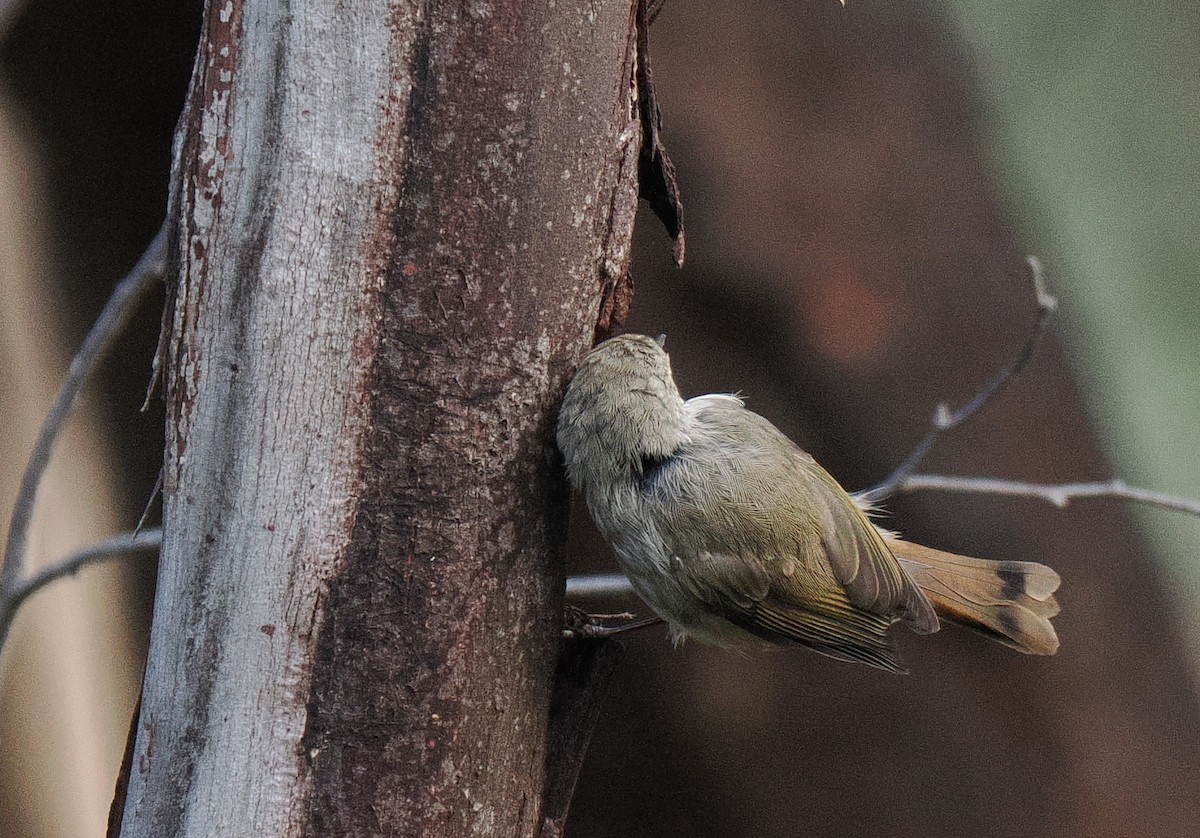 Brown Thornbill - ML632421693