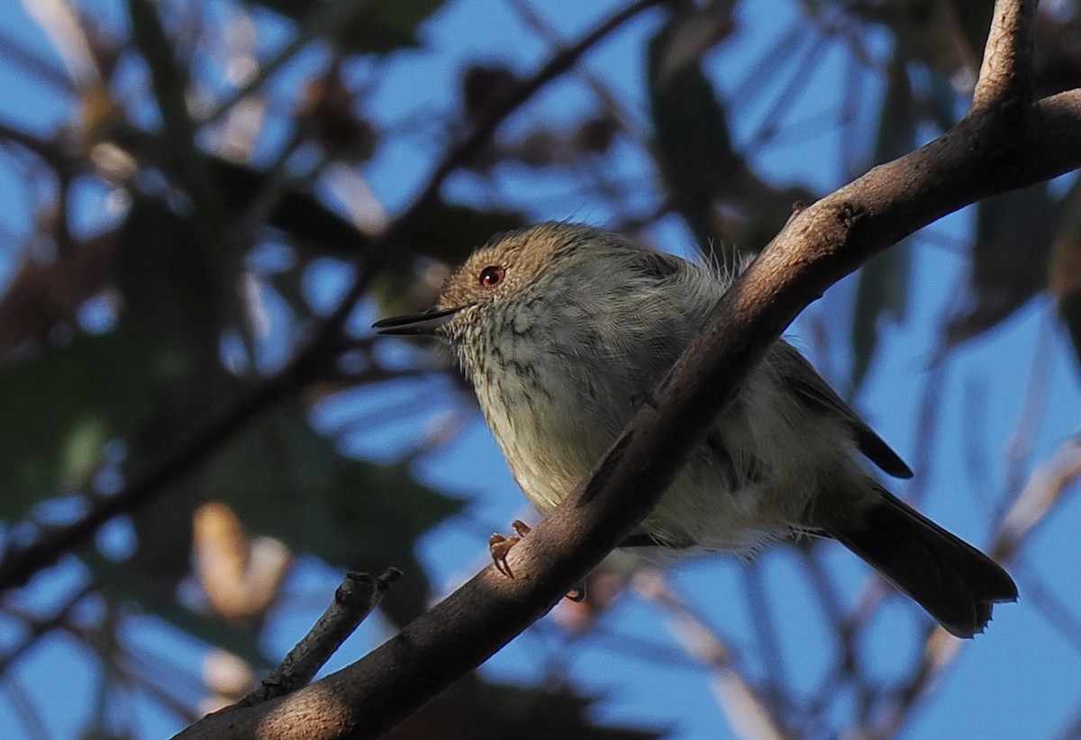 Brown Thornbill - ML632421696