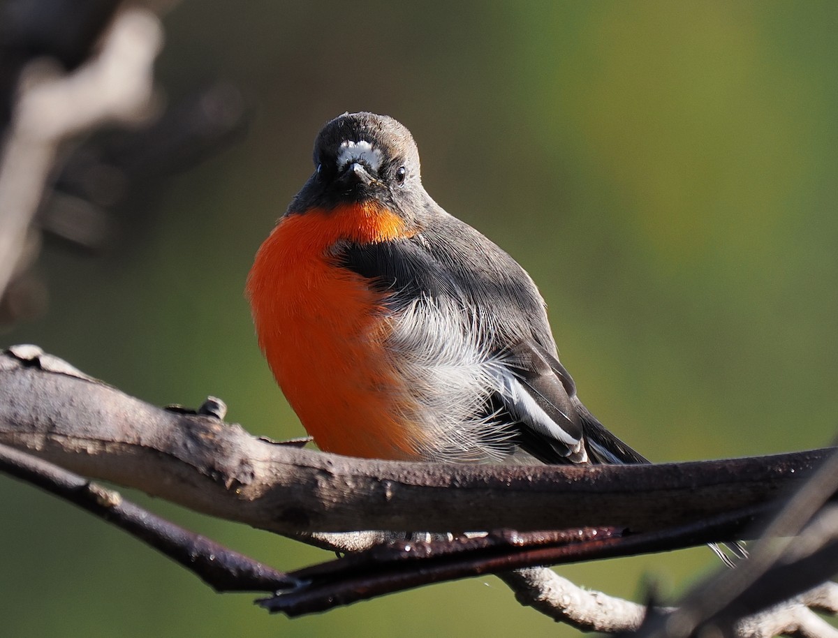 Flame Robin - ML632421702