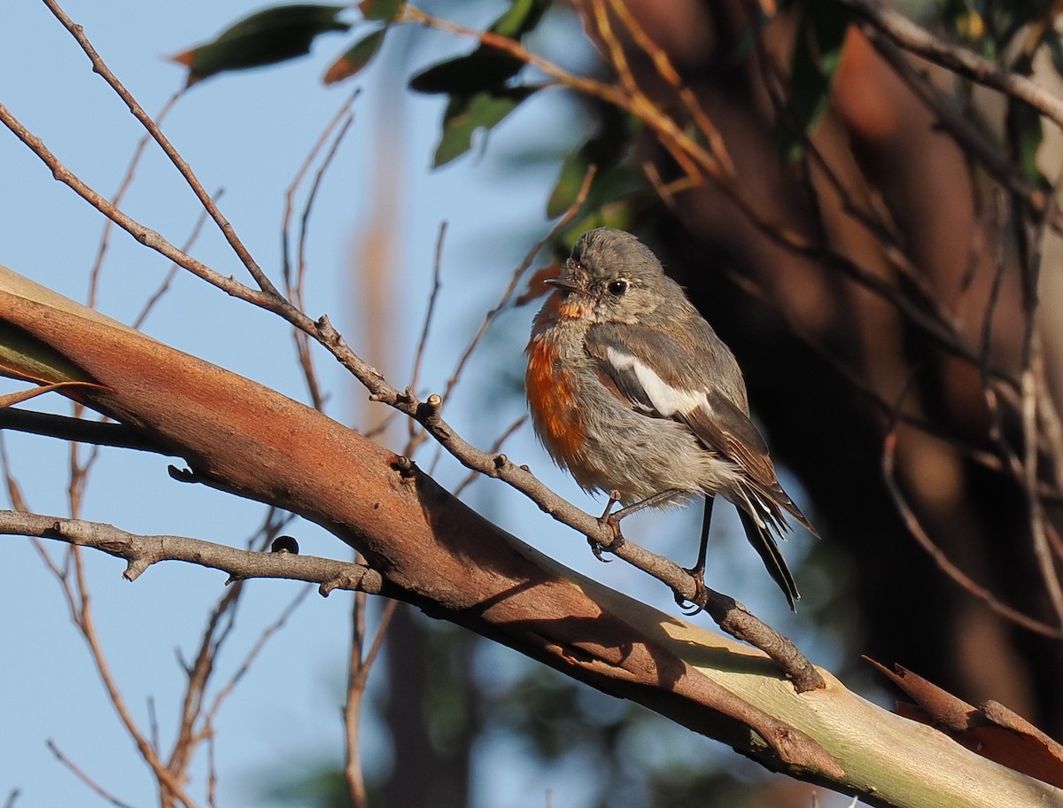 Flame Robin - ML632421703