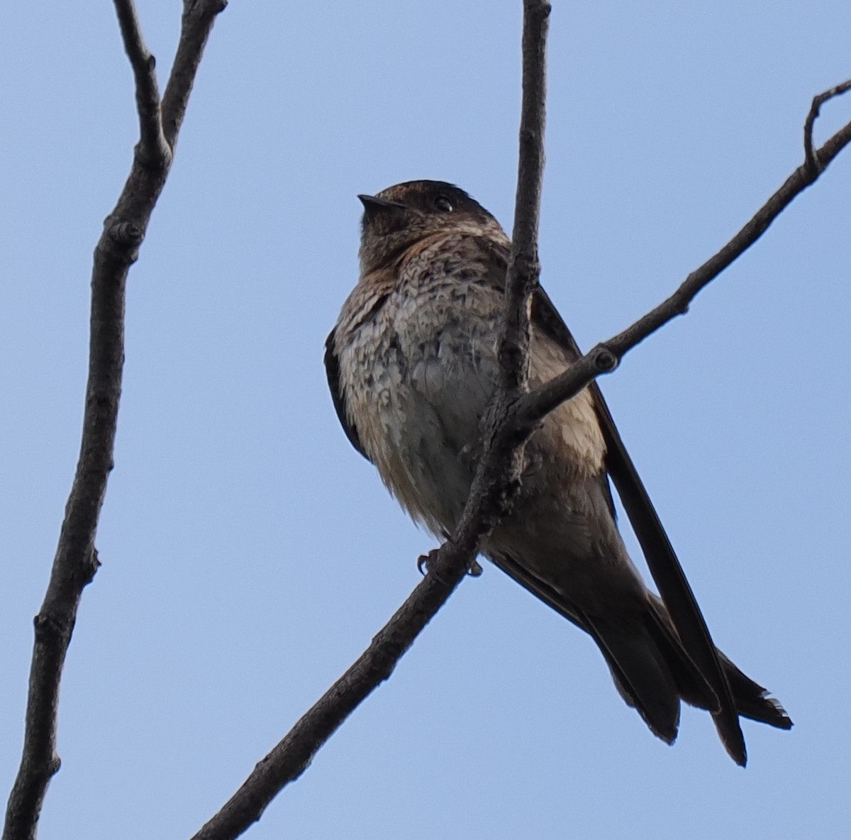 Tree Martin - ML632421726