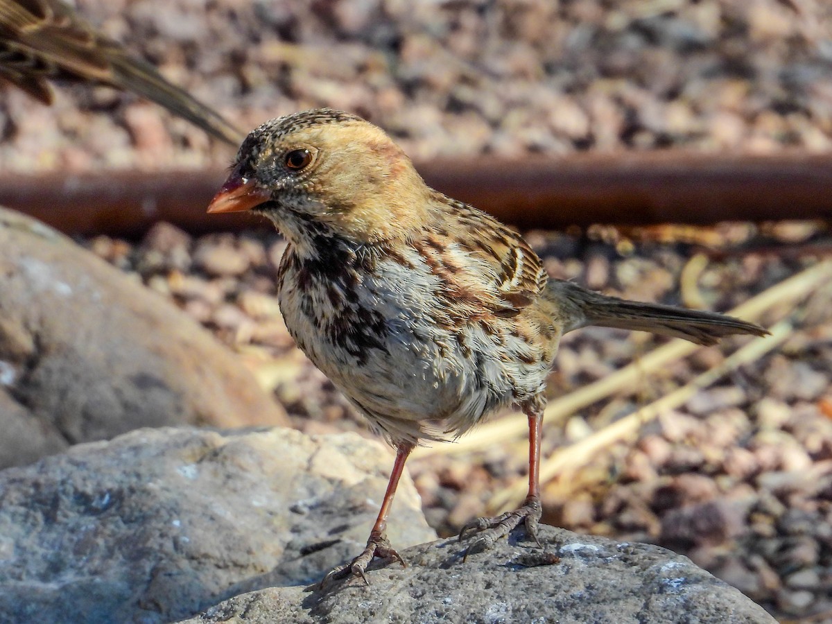 Harris's Sparrow - ML632421862