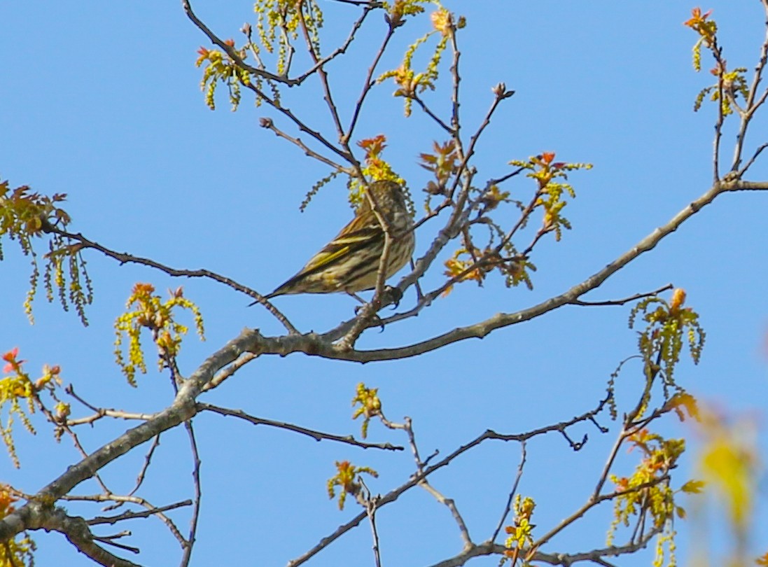 Pine Siskin - ML632421875