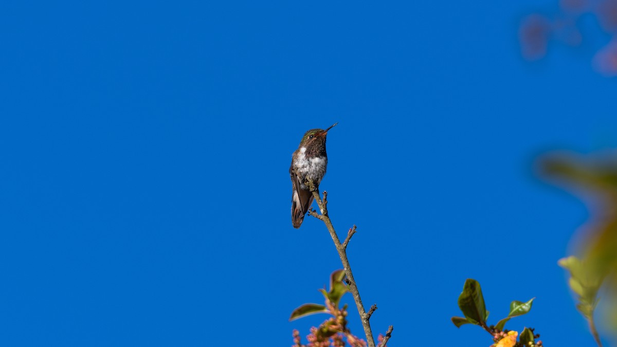 kalypta vulkánová - ML632421961