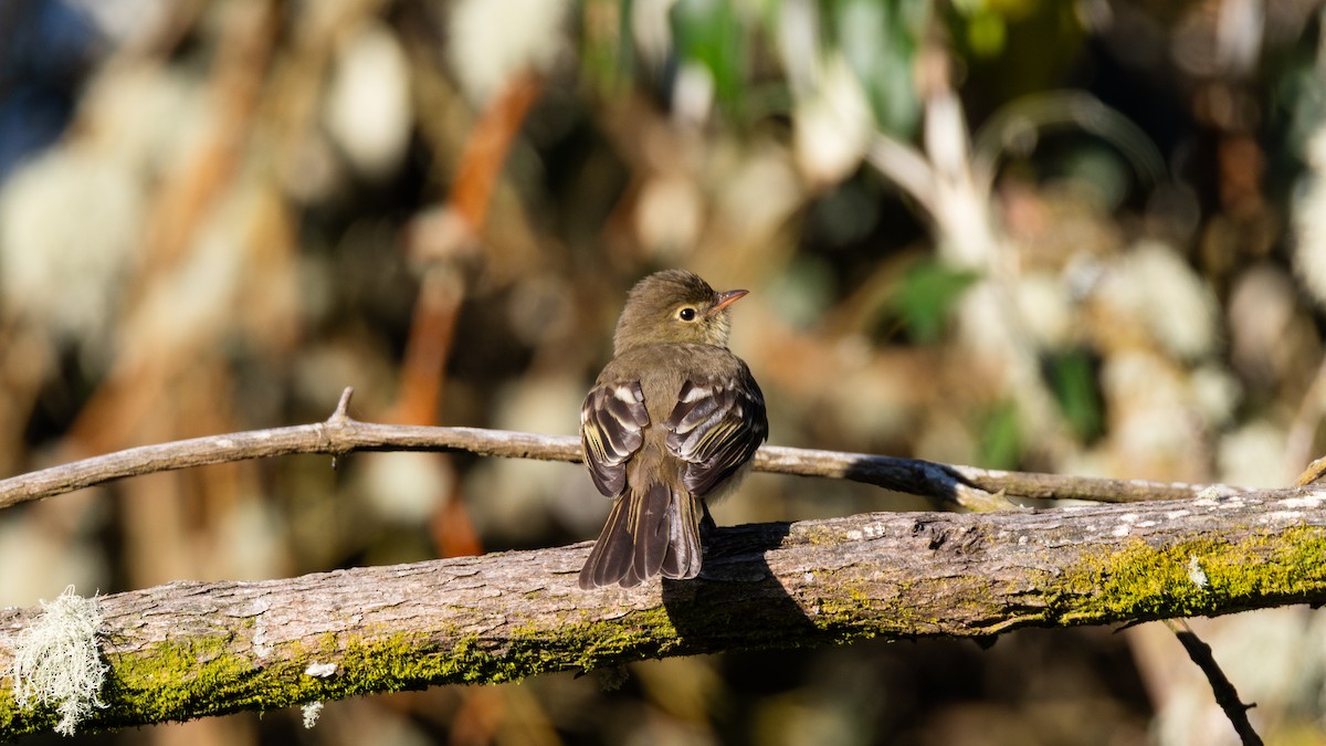 Mountain Elaenia - ML632421972