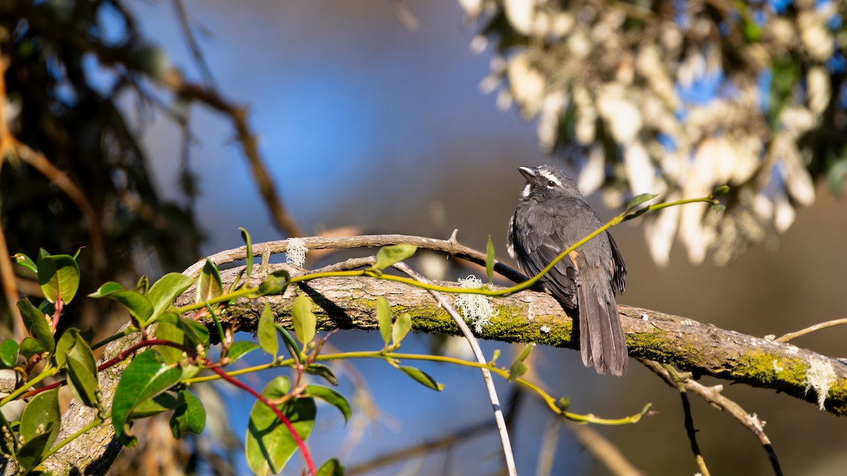 Cinnamon-bellied Saltator - ML632421988