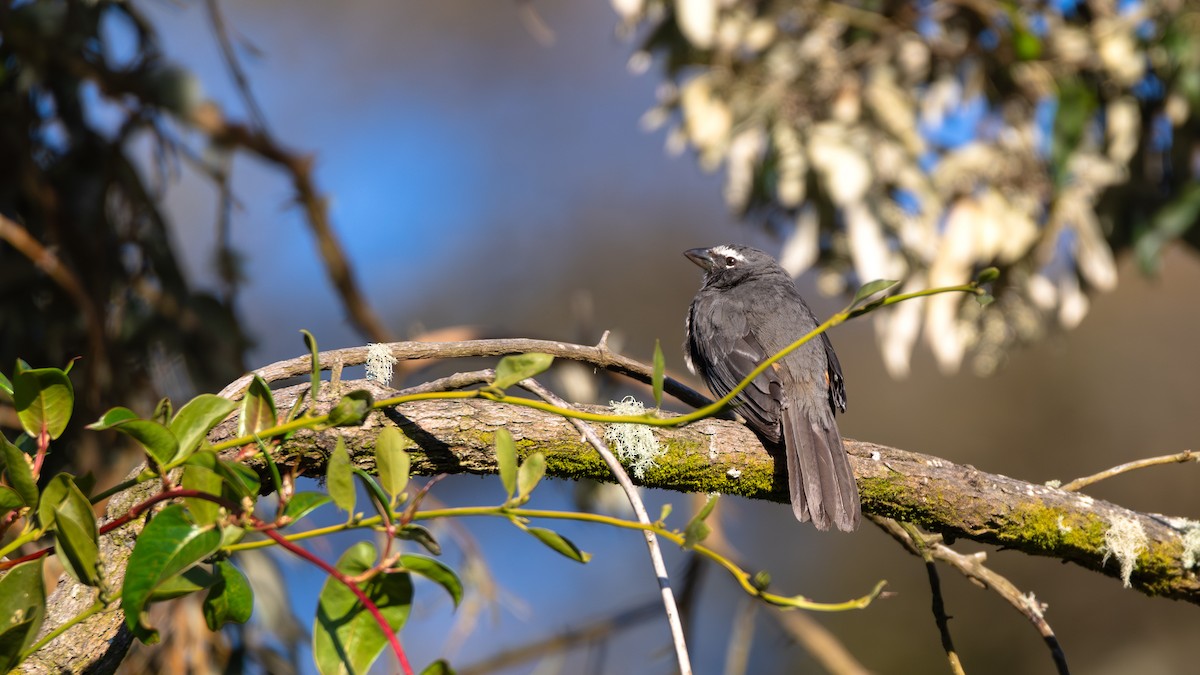 Cinnamon-bellied Saltator - ML632421989
