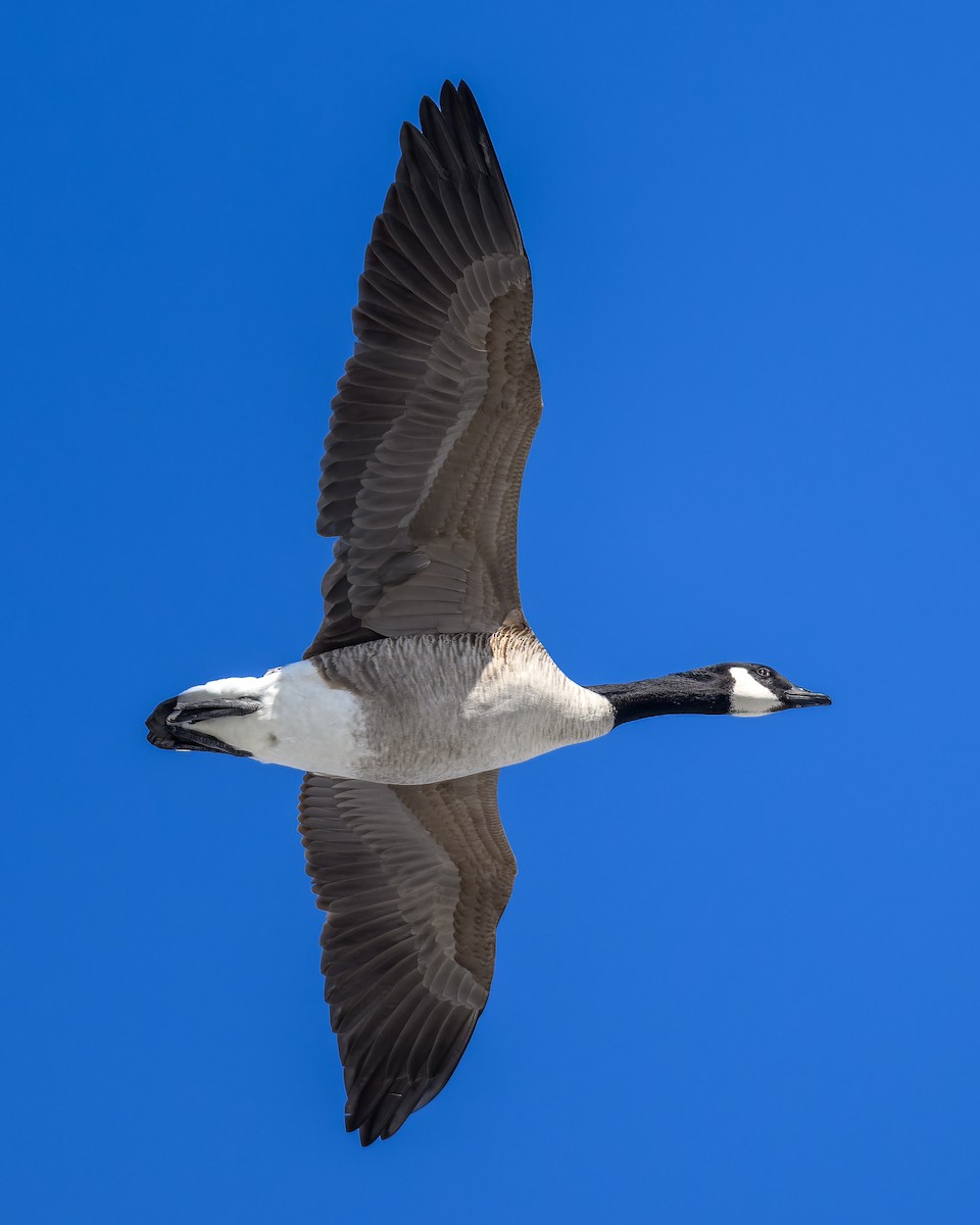 Branta kanadar handia - ML632422052