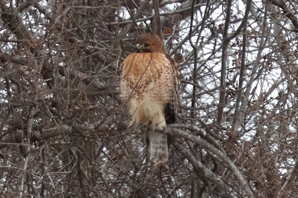 Red-shouldered x Red-tailed Hawk (hybrid) - ML632422140