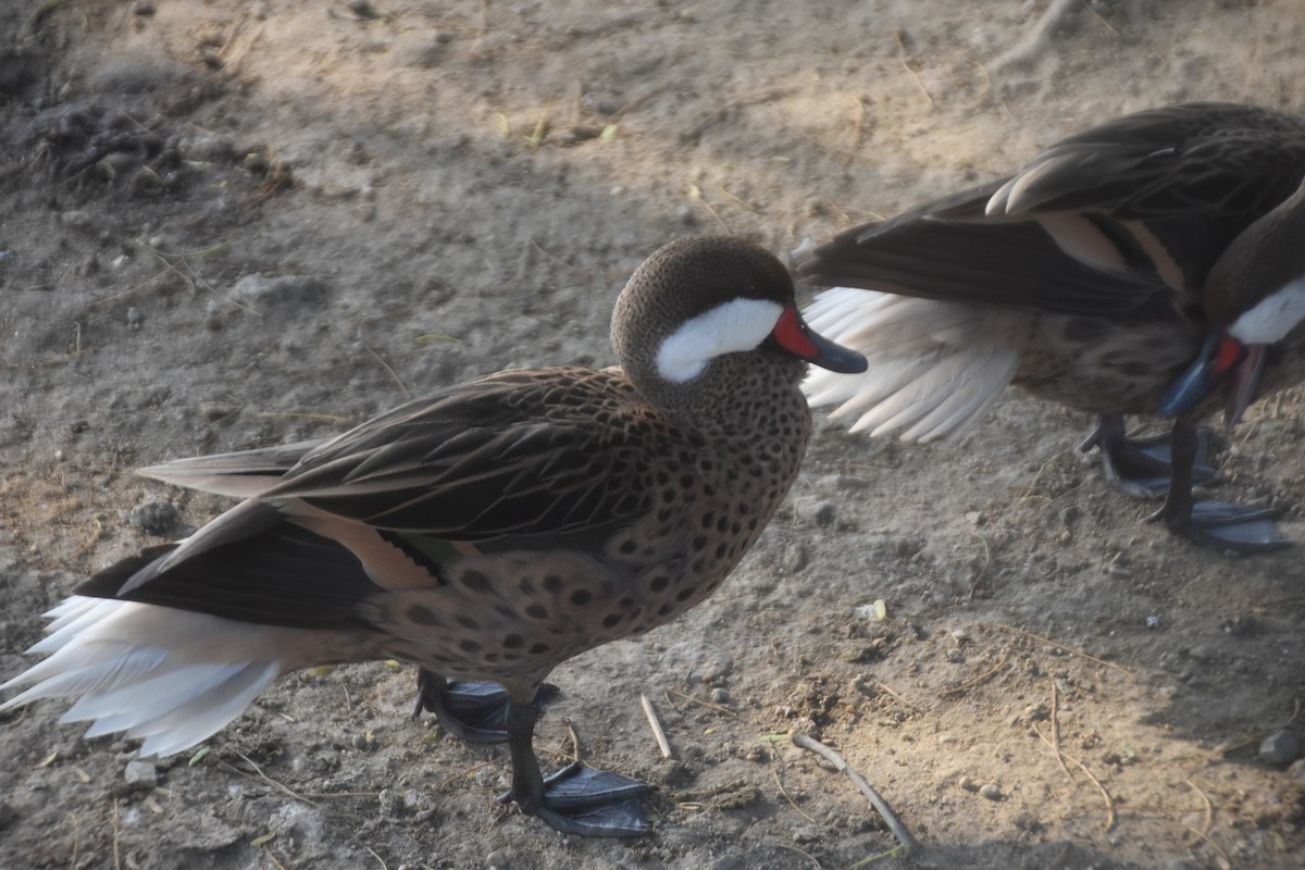 White-cheeked Pintail - ML632422223