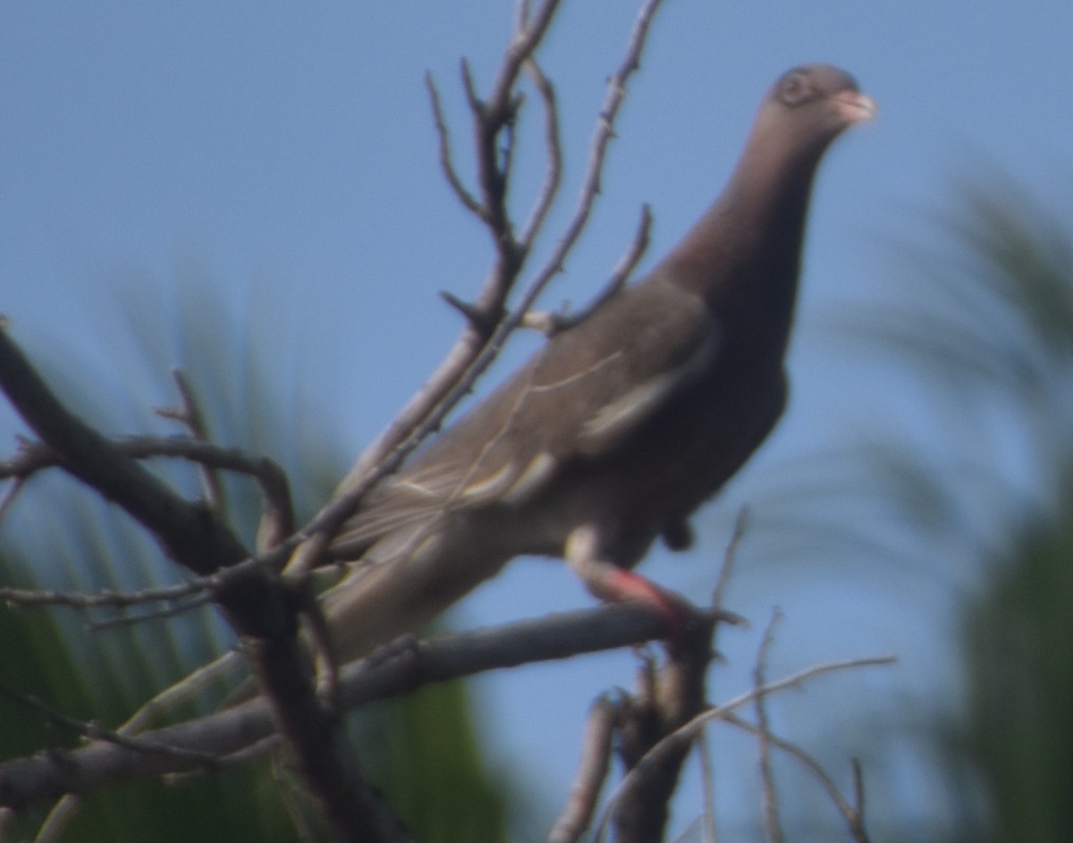 Bare-eyed Pigeon - ML632422266