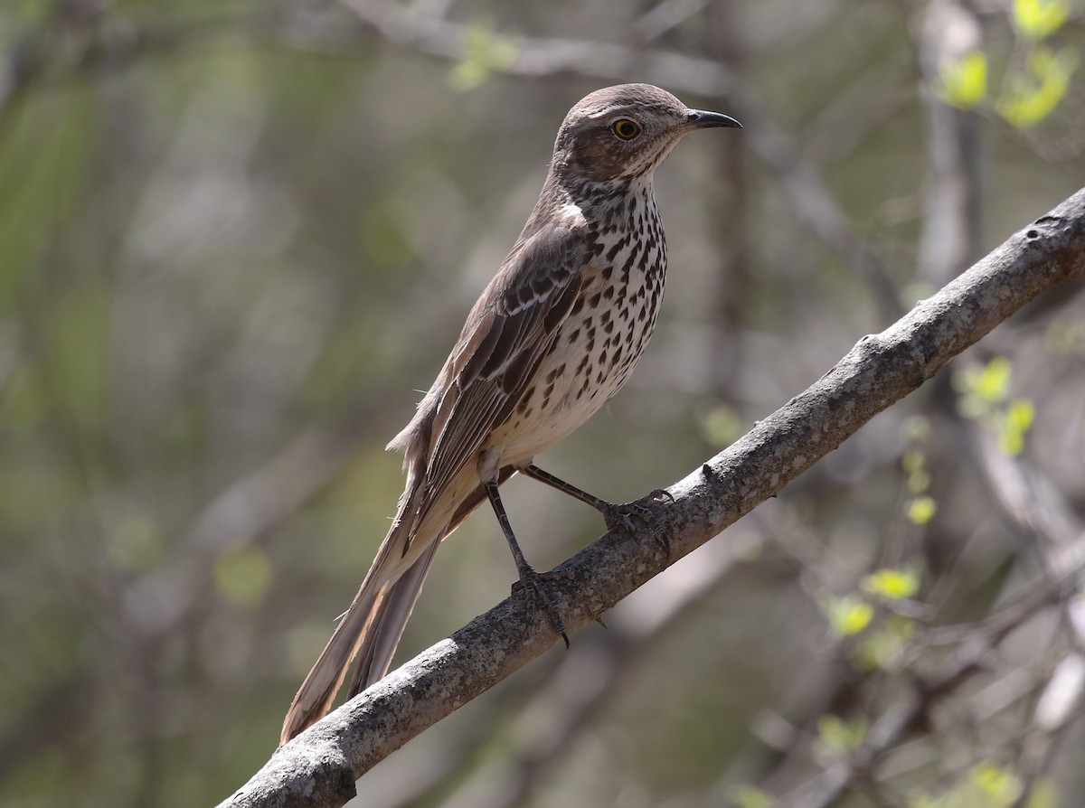 Sage Thrasher - ML632422364