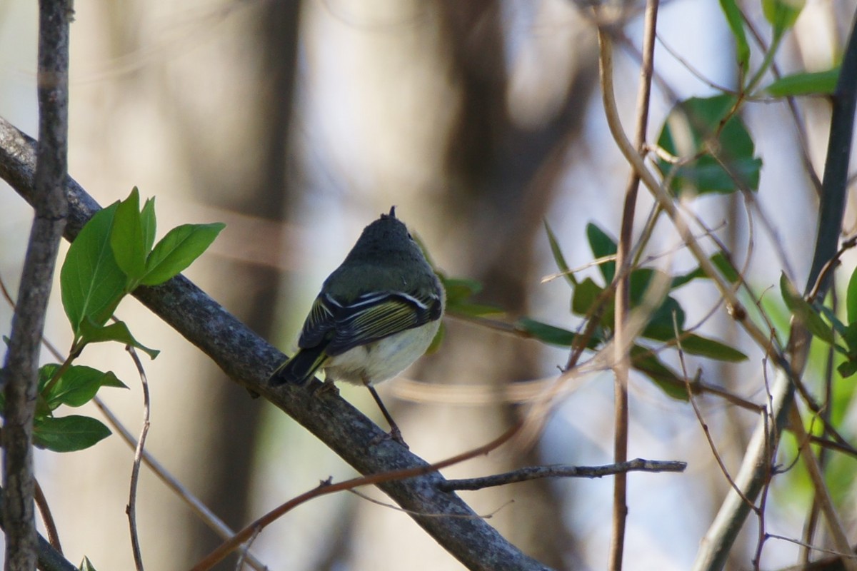 Ruby-crowned Kinglet - ML632422382