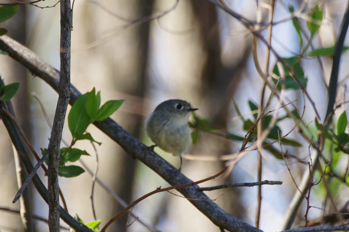 Ruby-crowned Kinglet - ML632422383