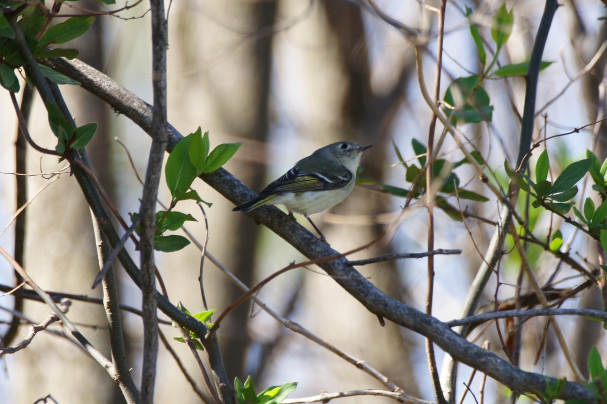 Ruby-crowned Kinglet - ML632422384