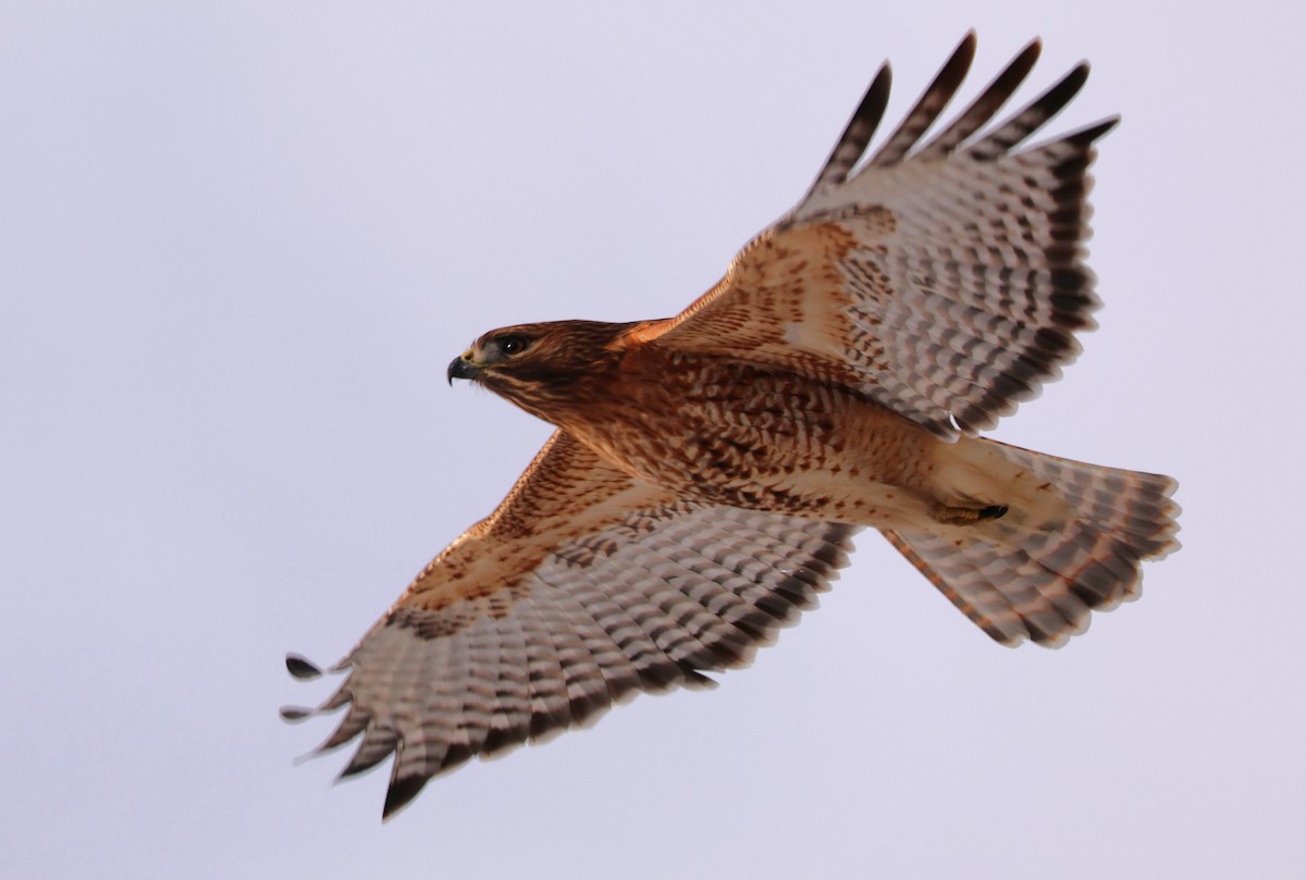 Red-shouldered x Red-tailed Hawk (hybrid) - ML632422405