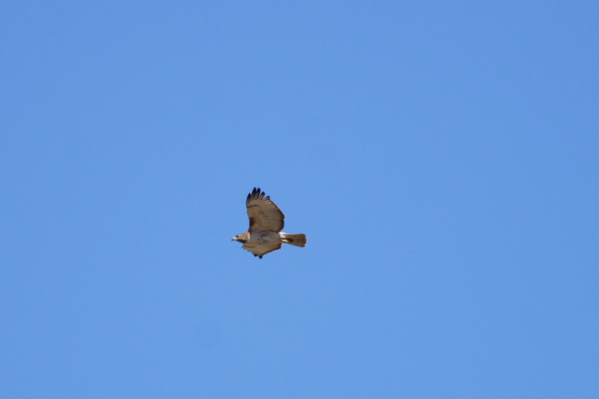 Red-tailed Hawk - ML632422416