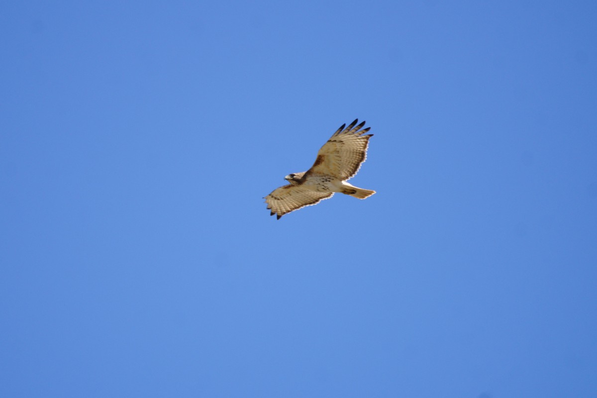 Red-tailed Hawk - ML632422417