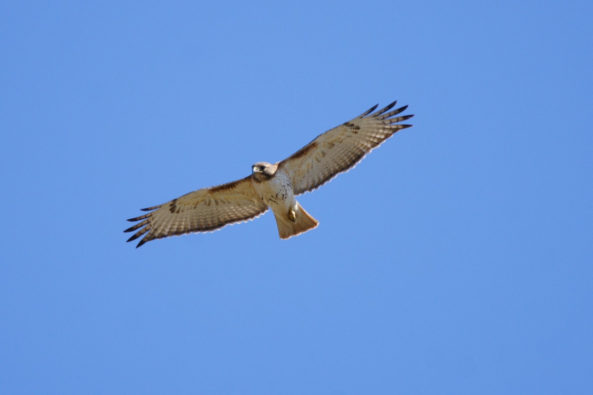 Red-tailed Hawk - ML632422418