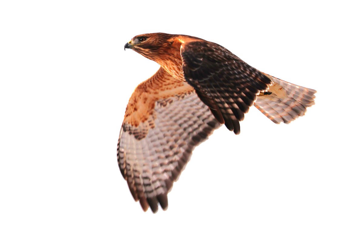 Red-shouldered x Red-tailed Hawk (hybrid) - ML632422464