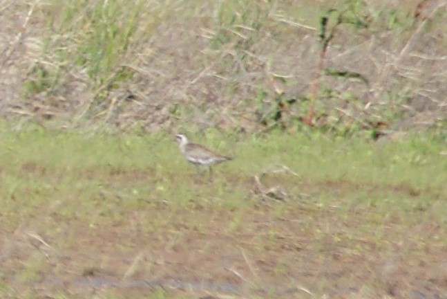 American Golden-Plover - ML632422476