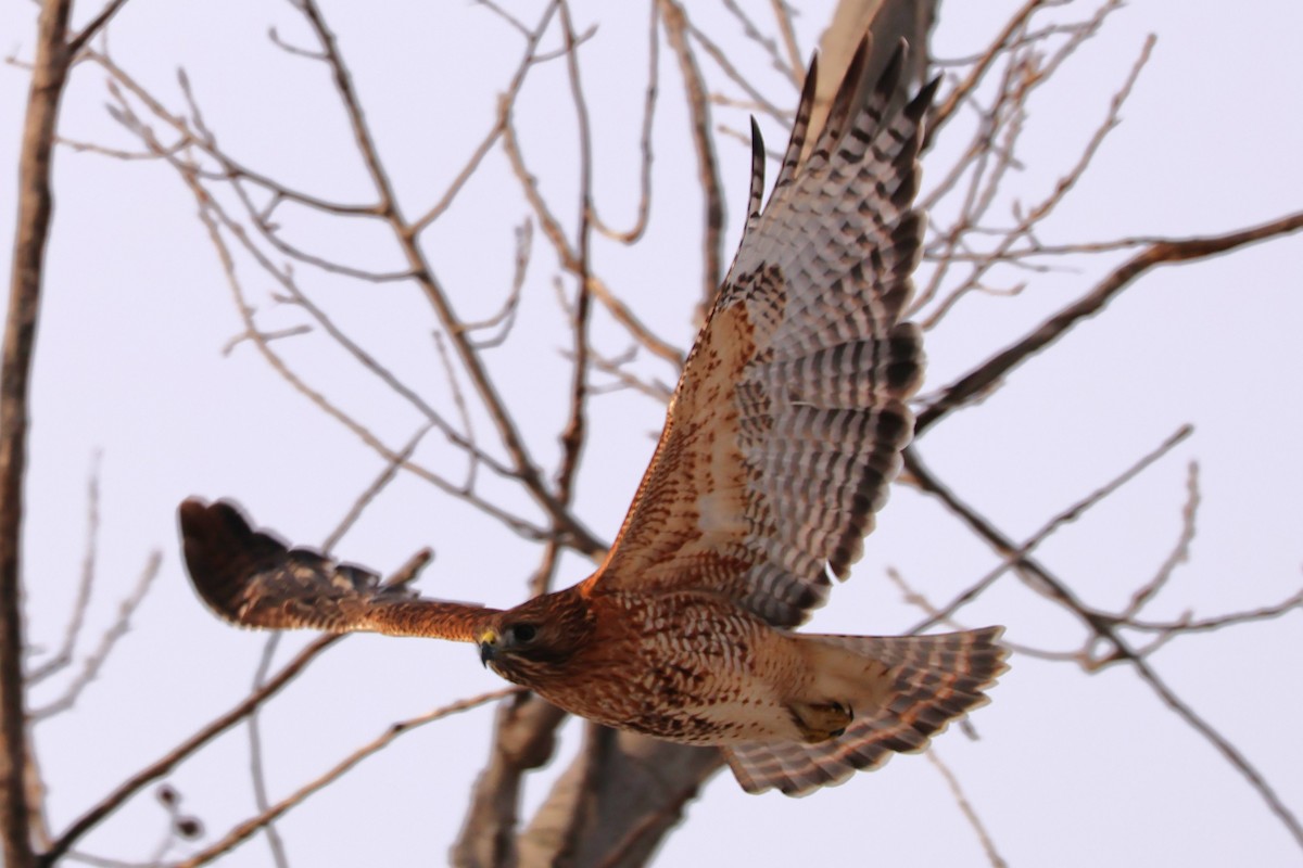 Red-shouldered x Red-tailed Hawk (hybrid) - ML632422491