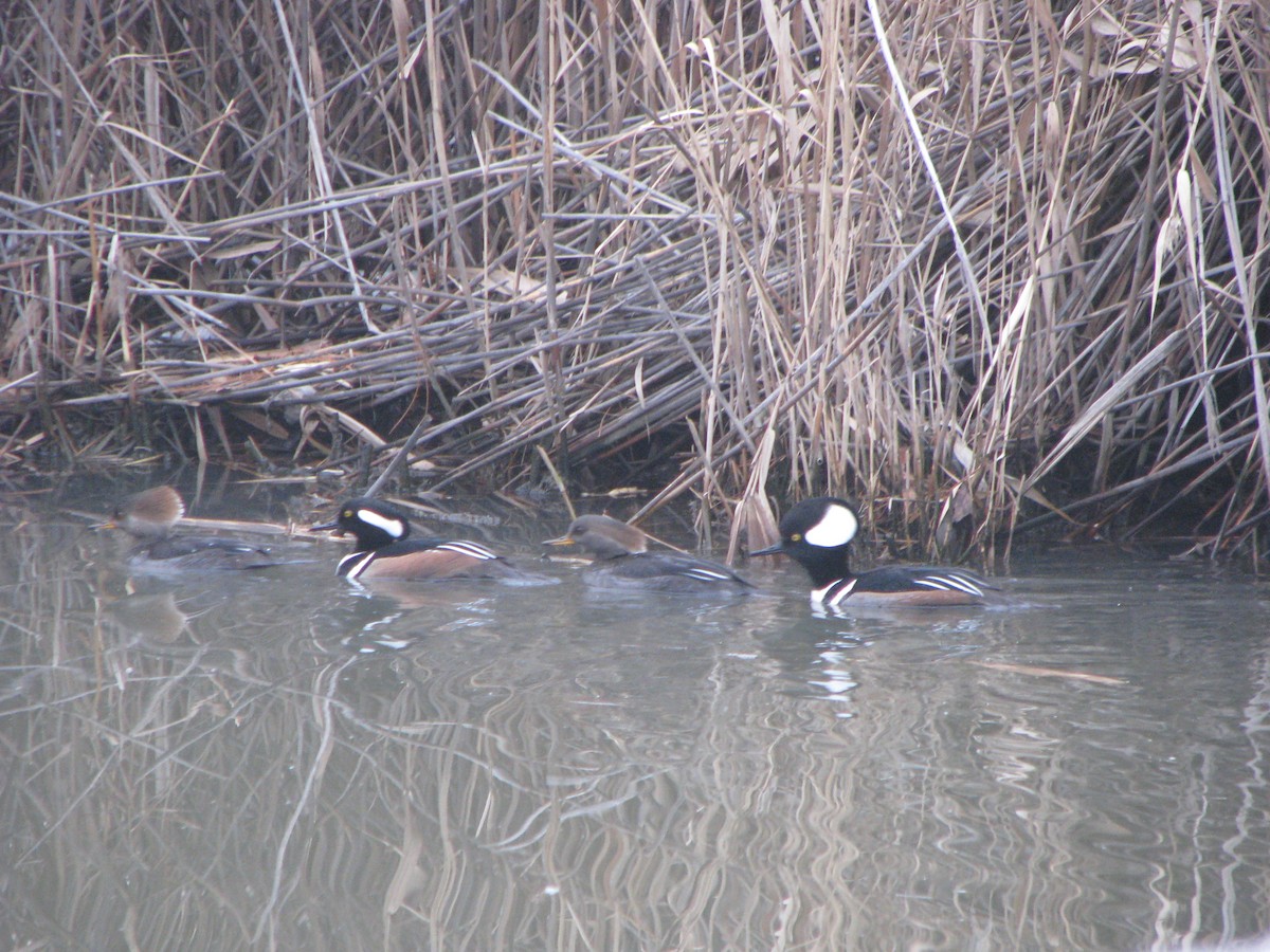 Hooded Merganser - ML632422500