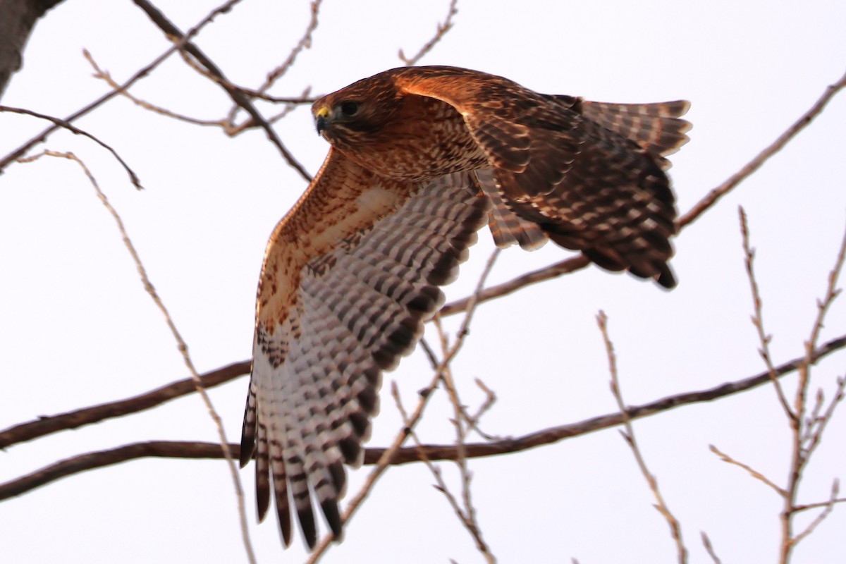 Red-shouldered x Red-tailed Hawk (hybrid) - ML632422502