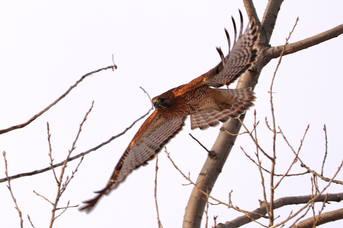 Red-shouldered x Red-tailed Hawk (hybrid) - ML632422520
