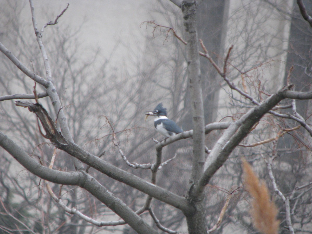 Belted Kingfisher - ML632422526