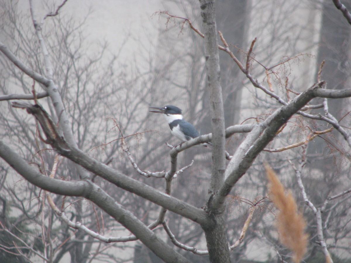 Belted Kingfisher - ML632422527