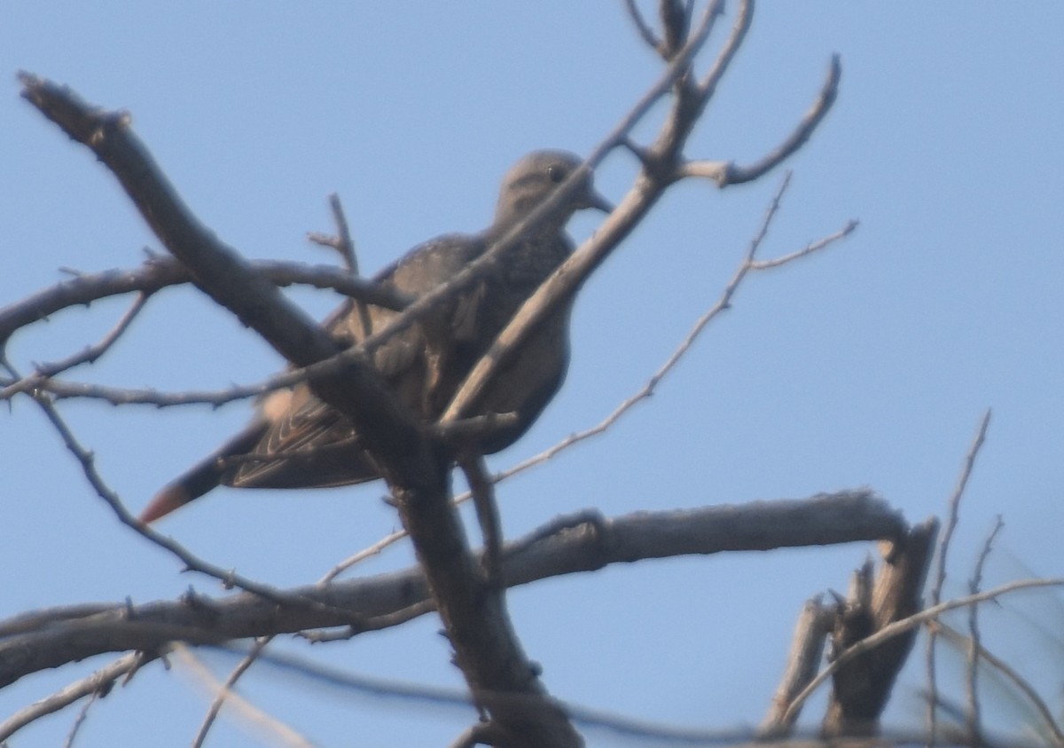 Eared Dove - ML632422528