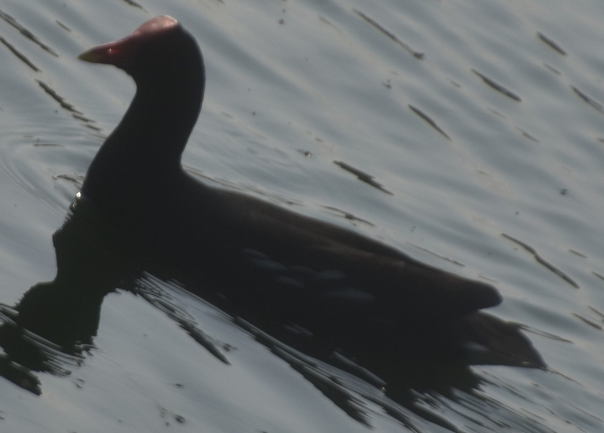 Common Gallinule - ML632422549