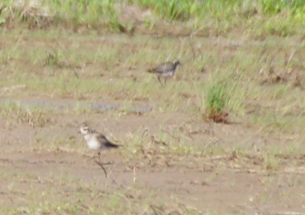 American Golden-Plover - ML632422559