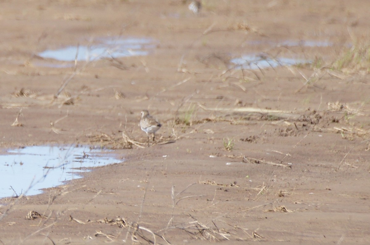 American Golden-Plover - ML632422560