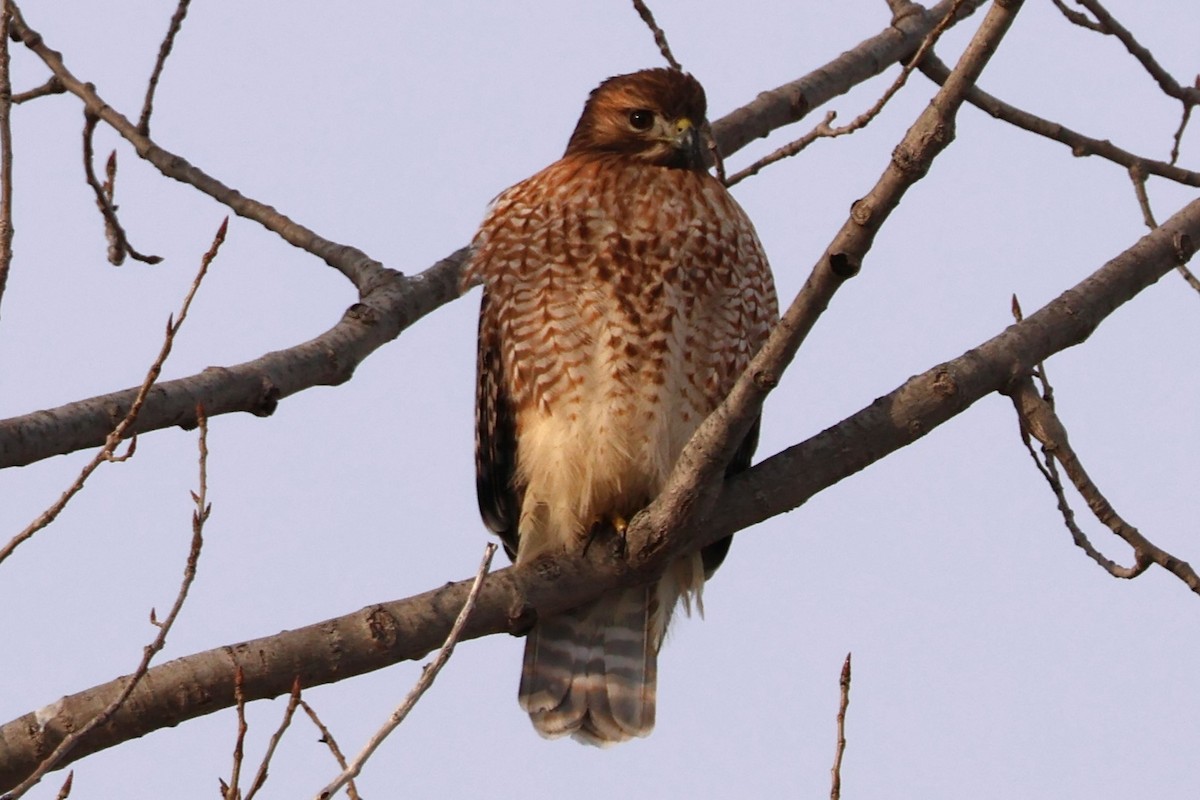Red-shouldered x Red-tailed Hawk (hybrid) - ML632422634