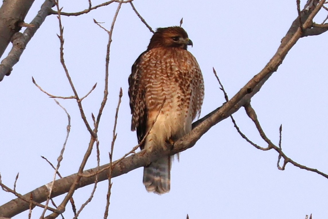Red-shouldered x Red-tailed Hawk (hybrid) - ML632422647