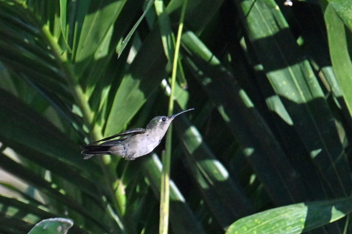 Wedge-tailed Sabrewing (Wedge-tailed) - ML632422739