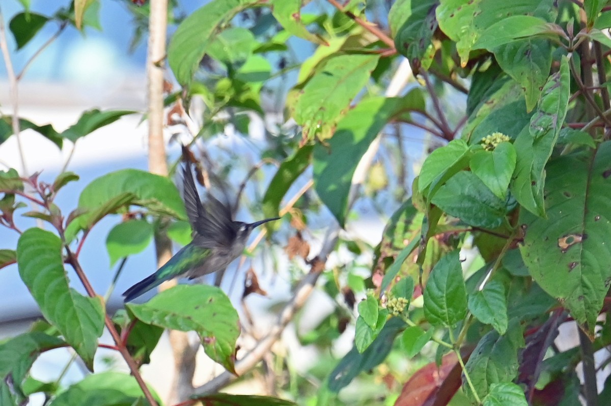 Wedge-tailed Sabrewing (Wedge-tailed) - ML632422752