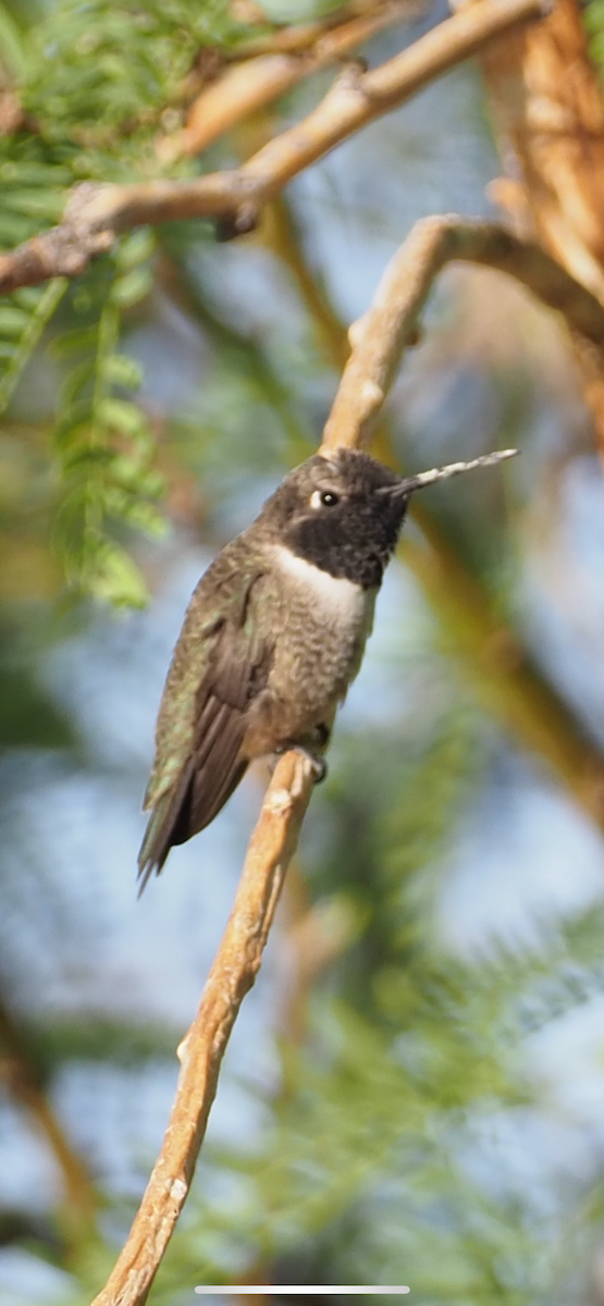 Black-chinned Hummingbird - ML632422782