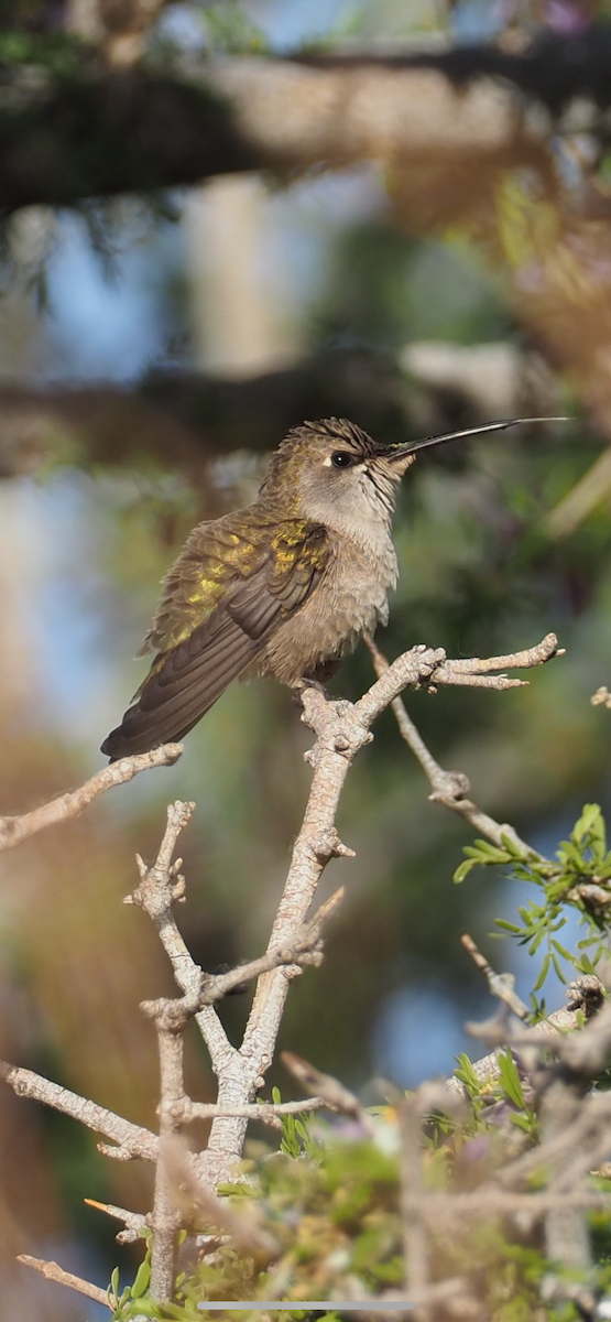 Black-chinned Hummingbird - ML632422783