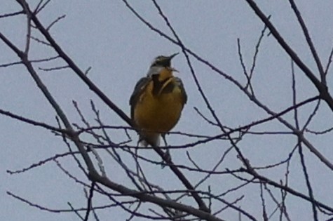 Eastern Meadowlark - ML632422916