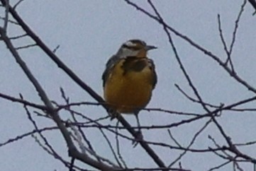 Eastern Meadowlark - ML632422917