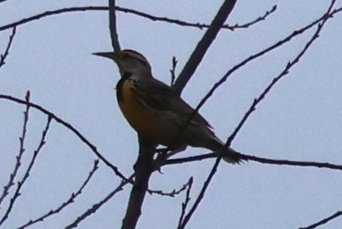 Eastern Meadowlark - ML632422918