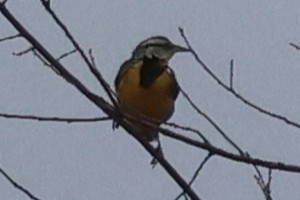 Eastern Meadowlark - ML632422919
