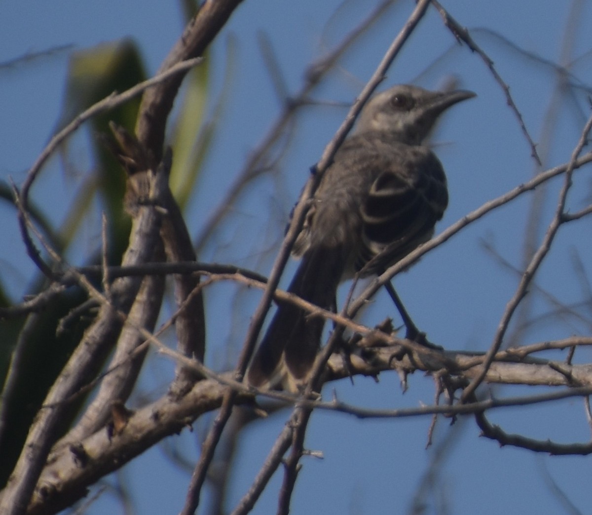 Tropical Mockingbird - ML632423176