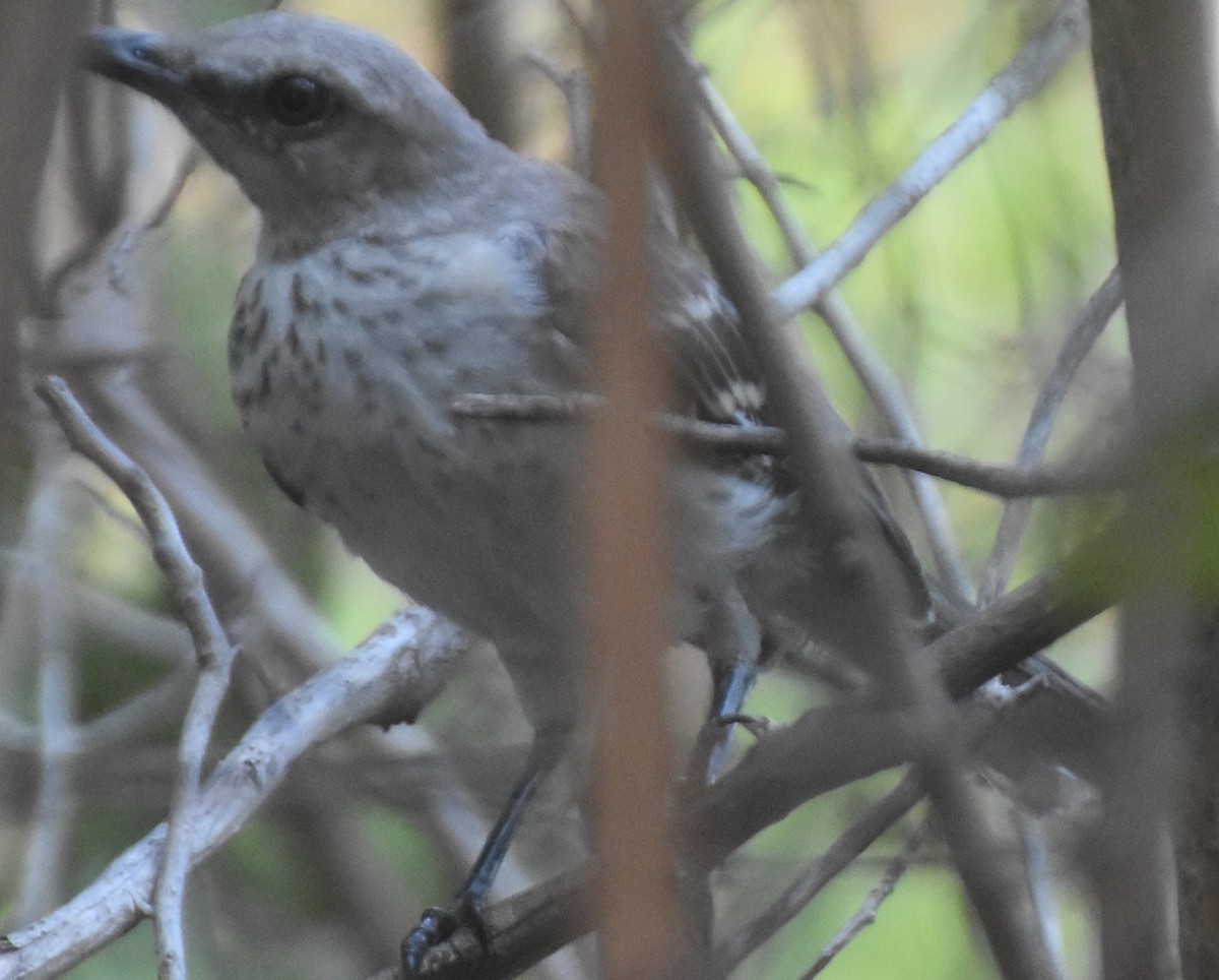 Tropical Mockingbird - ML632423185