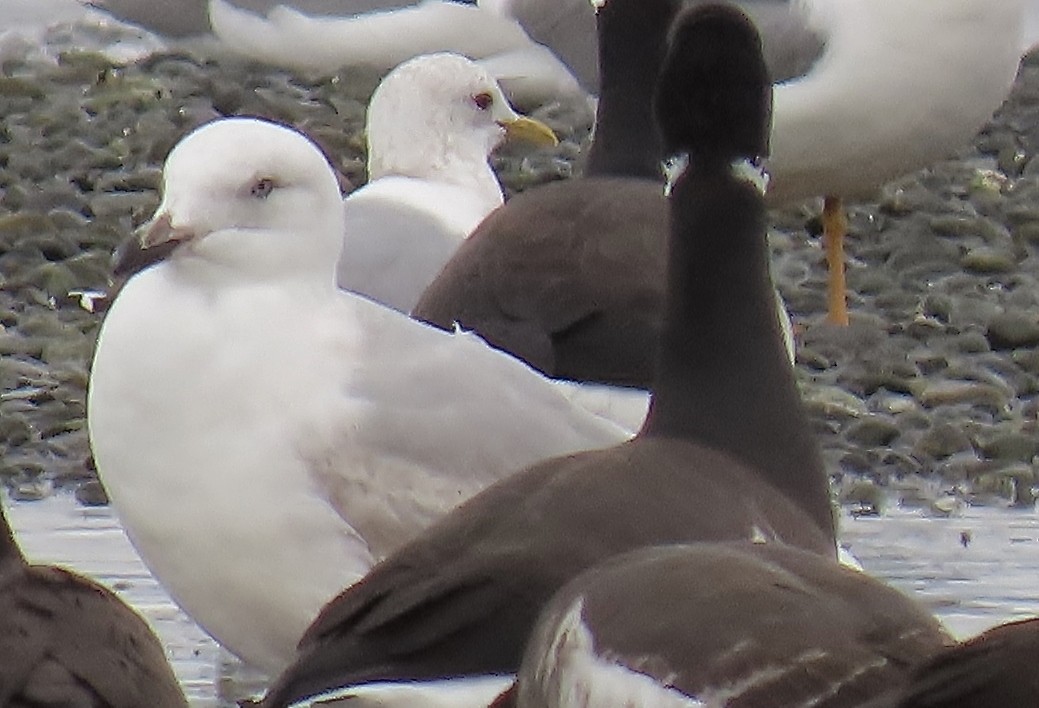 Glaucous x Glaucous-winged Gull (hybrid) - ML632423207